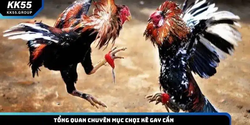 Tổng quan chuyên mục chọi kê gay cấn